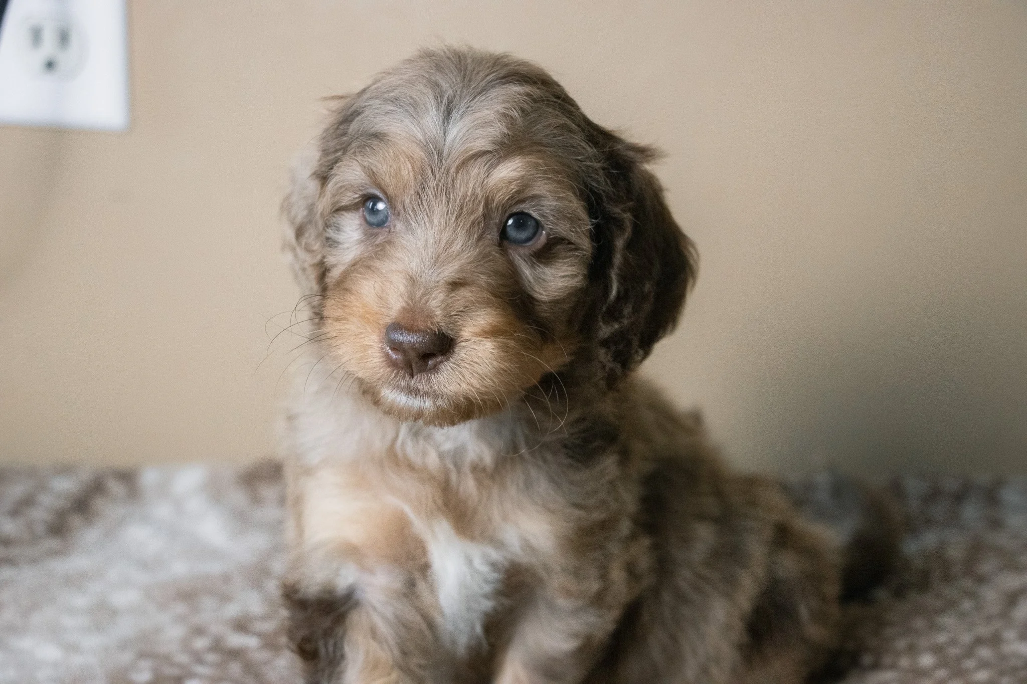 A cute brown and tan puppy with blue eyes sitting on a textured blanket, looking slightly to the side.