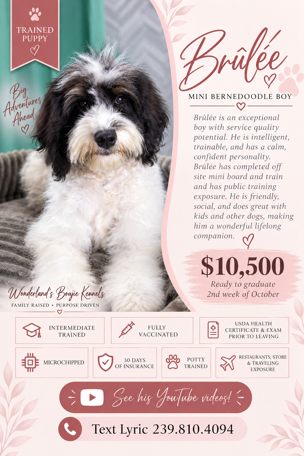 A puppy with black and white fur sitting on a blanket, with a pink and beige promotional poster describing its qualities and sale price.