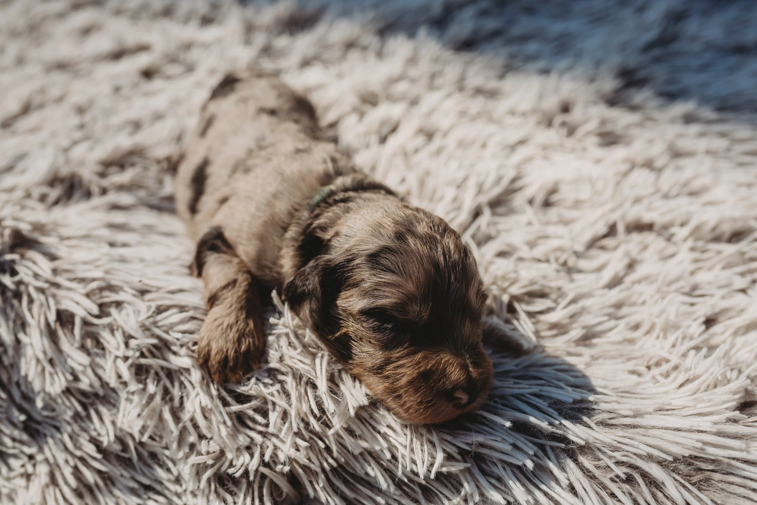 A small puppy with brown and black fur is sleeping on a fluffy beige blanket near the water.
