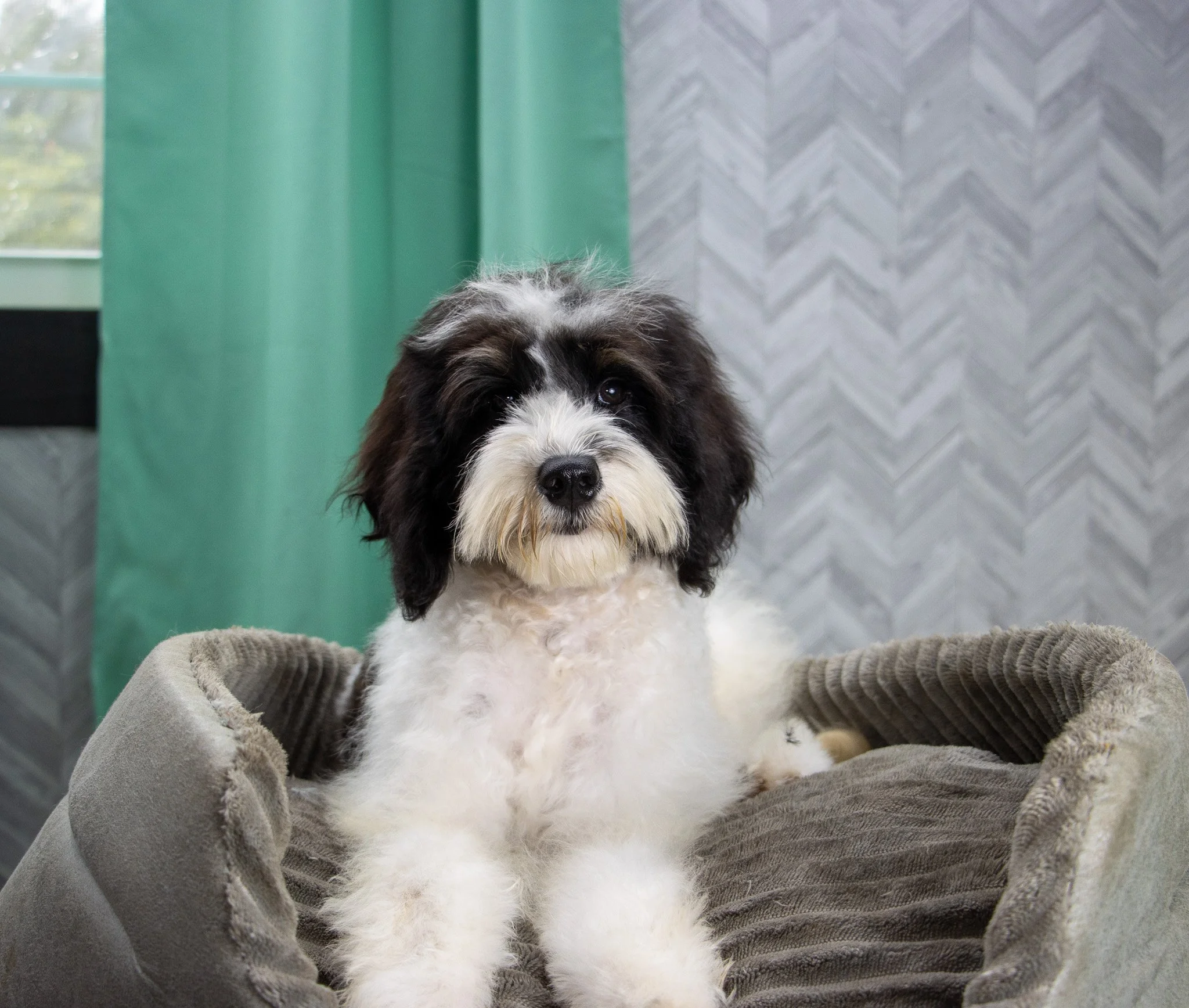 A fluffy black and white puppy sitting in a person's lap.