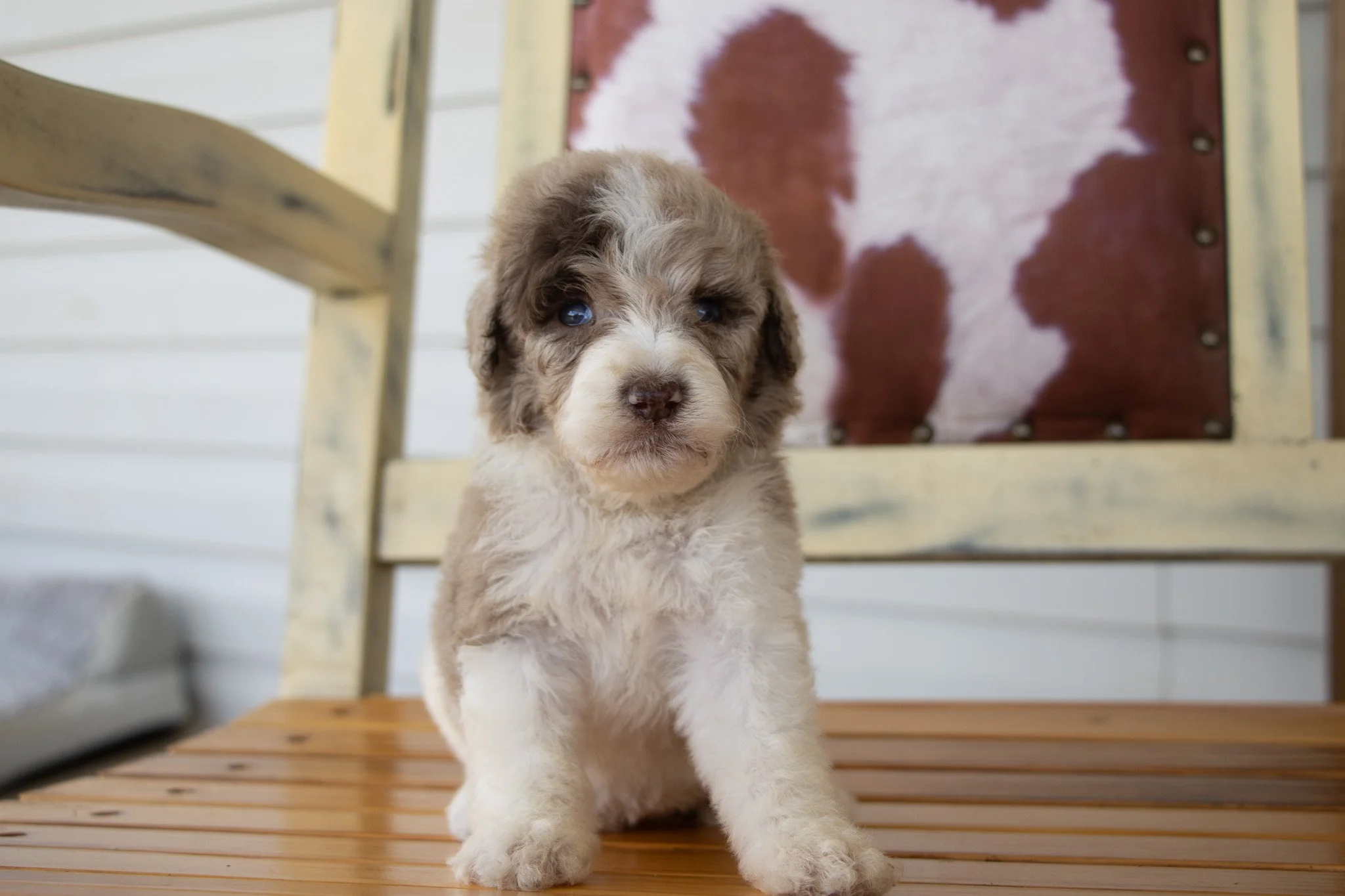 Adorable puppy with curly fur sitting on a wooden surface, in front of a chair with a cow print backrest.