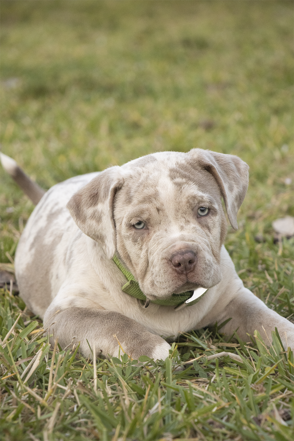 A puppy with light-colored fur and blue eyes lying on grass, wearing a green collar.
