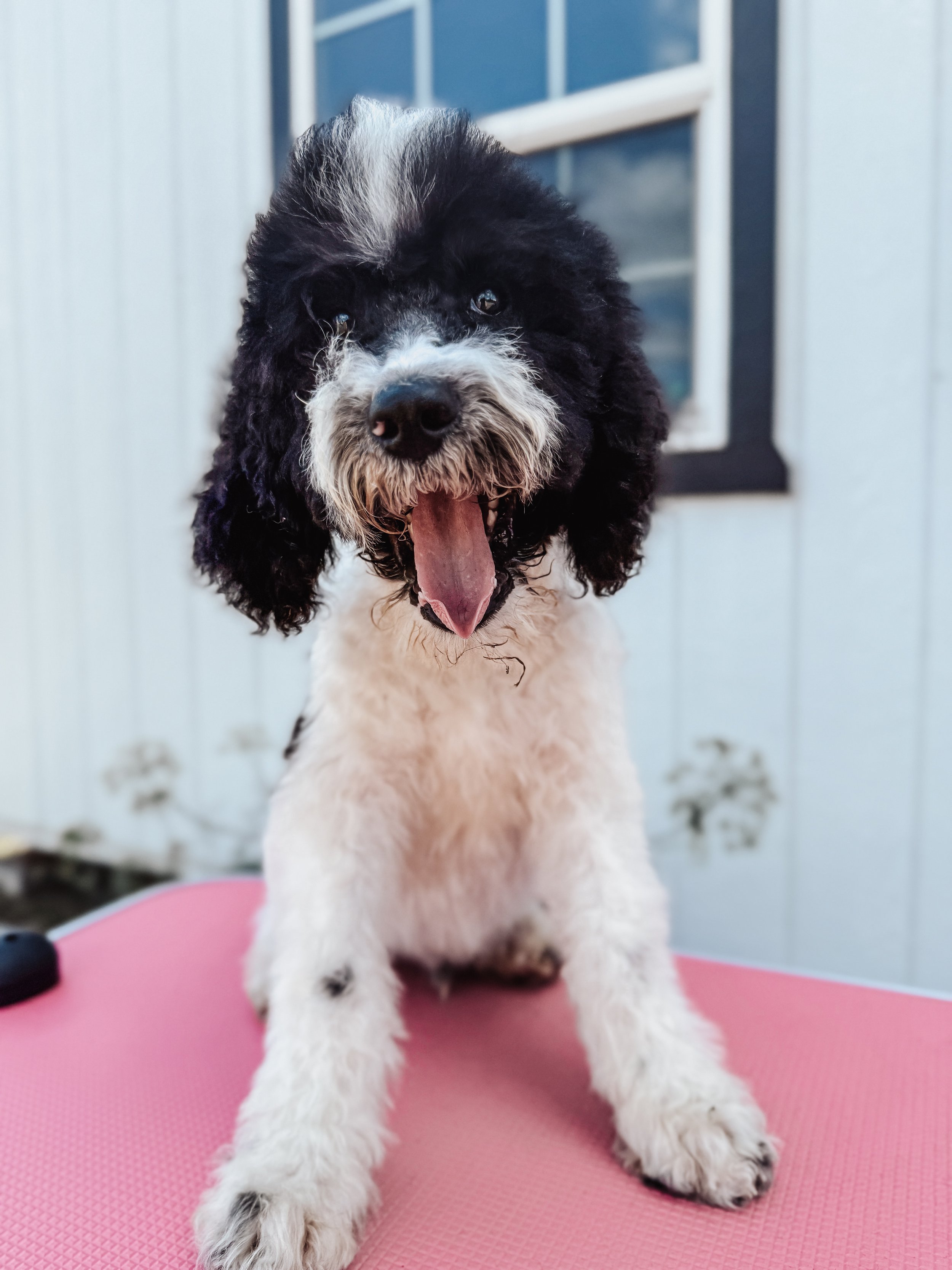 A black and white fluffy dog sitting on a pink surface, yawning with its tongue out, in front of a white building with a window.