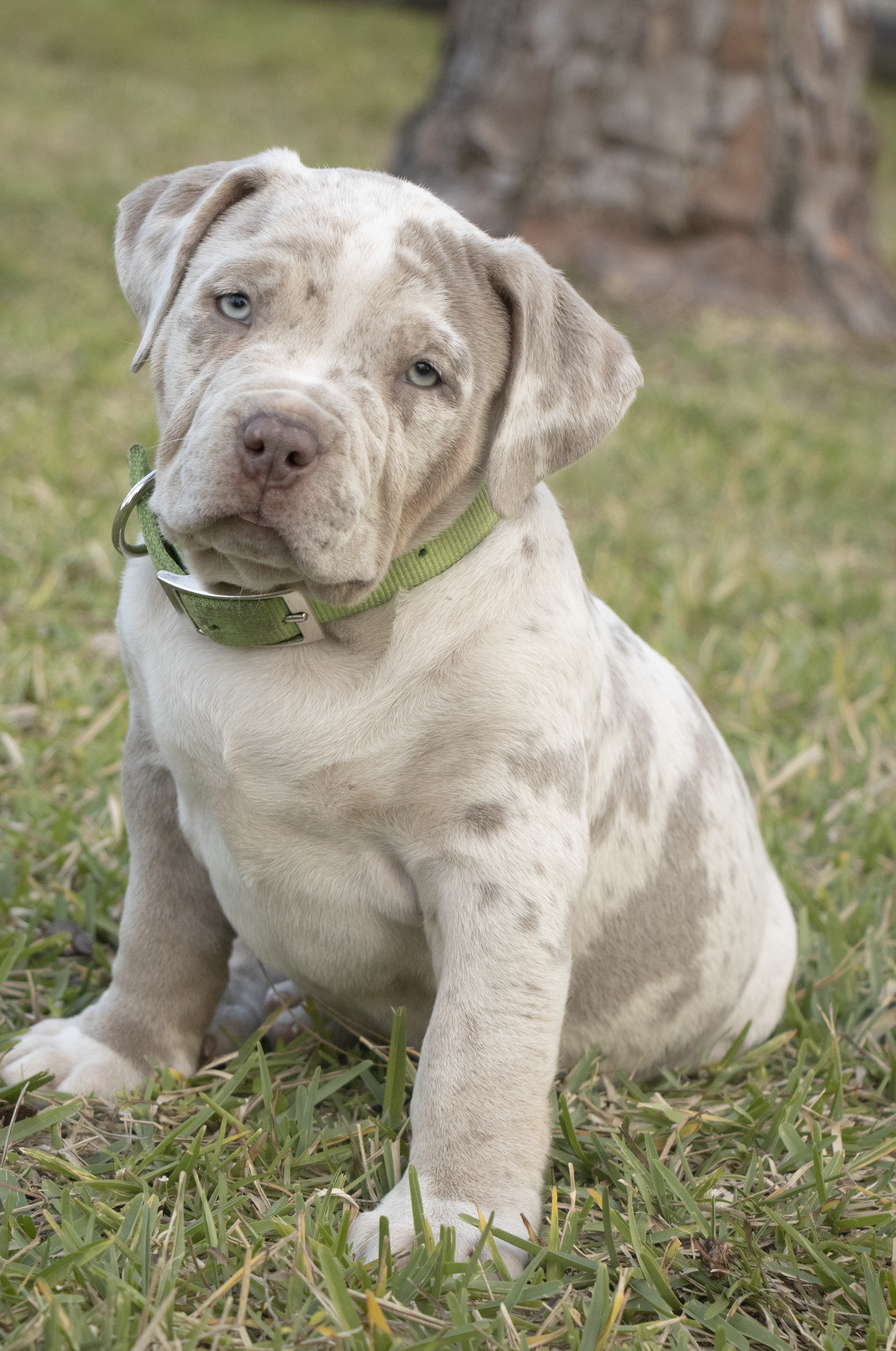 A puppy with a light-colored, marbled coat and striking blue eyes, sitting on grass near a tree trunk.