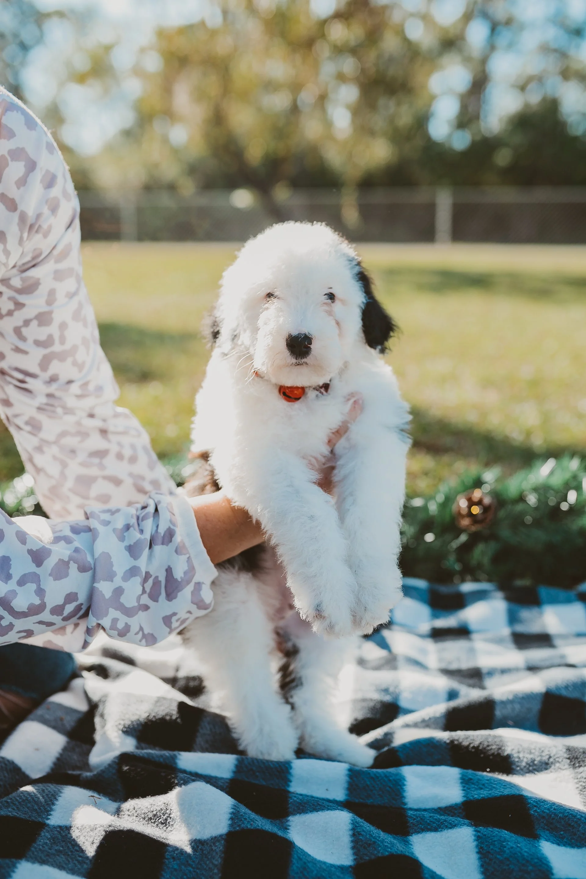 A person holding a fluffy black and white puppy outdoors on a sunny day, with a blurred background of trees and a fence, placed on a black and white checkered blanket.