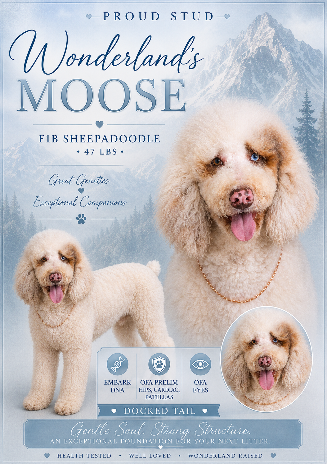 Poster of a dog breed called Wonderland's Moose, a 47-pound F1B sheepadoodle with blue eyes, in a mountain landscape background. The poster highlights qualities like great genetics and exceptional companions, emphasizing a docked tail. Contains symbols for DNA testing, OFA health certifications, and eye tests. Text at the bottom reads 'Gentle Soul. Strong Structure. An exceptional foundation for your next litter.' Additional attributes include health tested, well loved, and raised in Wonderland.