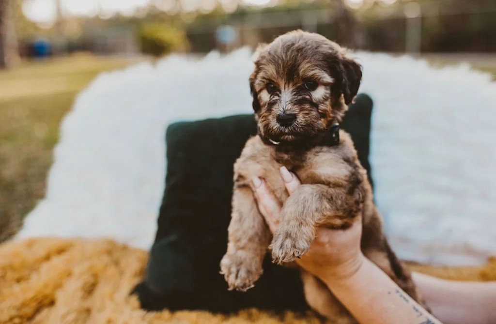 A small puppy with brown and gray fur being held outdoors near a pond and a white fence. The puppy looks curious and has dark eyes.