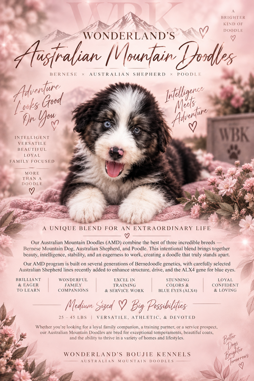 A flyer for Wonderland's Australian Mountain Doodles features a photo of a cute Australian Shepherd puppy with blue eyes, surrounded by pink flowers and soft pastel colors, promoting a blend of Bernese Mountain Dog, Australian Shepherd, and Poodle breeds.