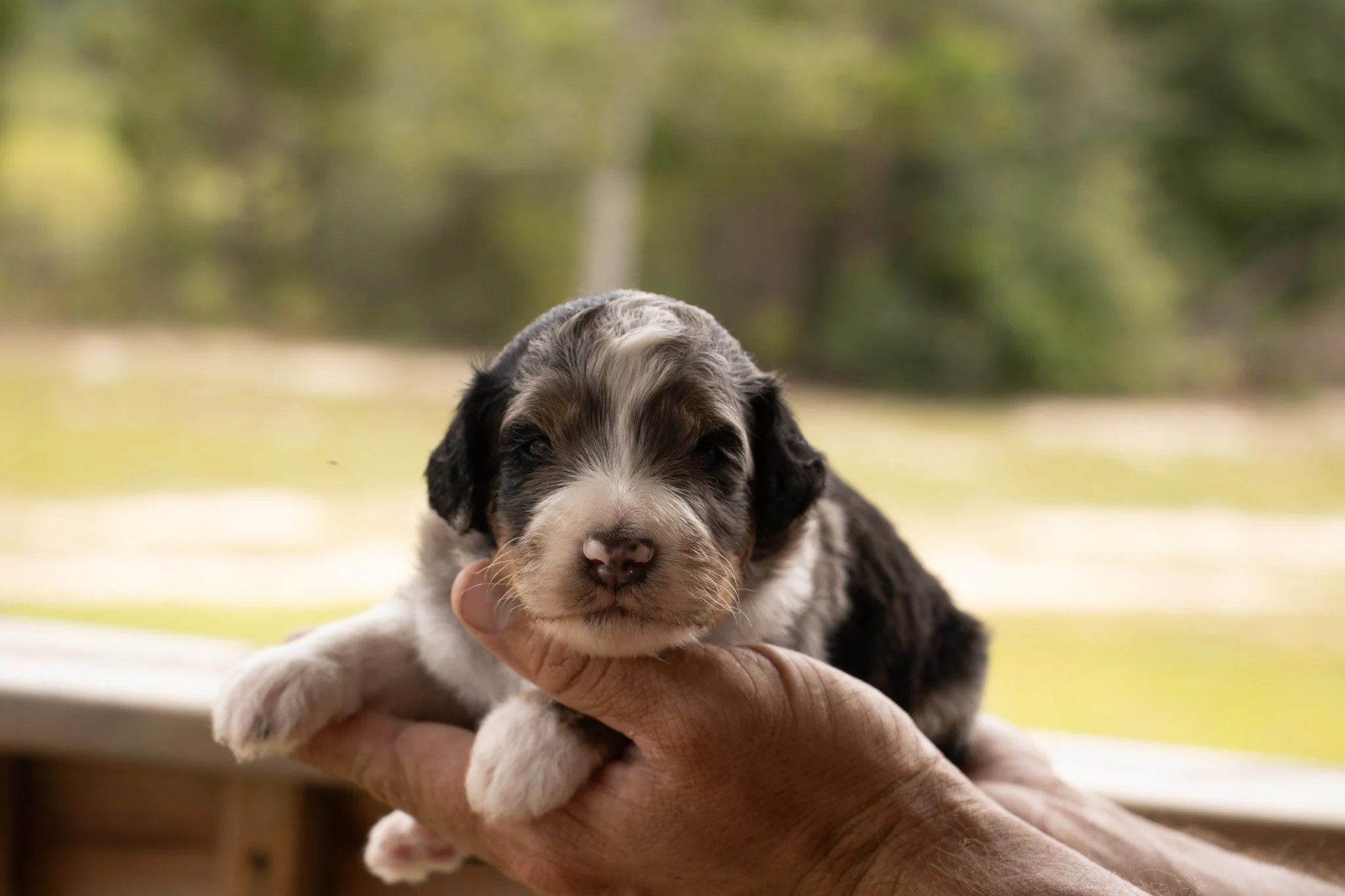 A person holding a tiny, adorable Australian Shepherd puppy with a blurred outdoor background.