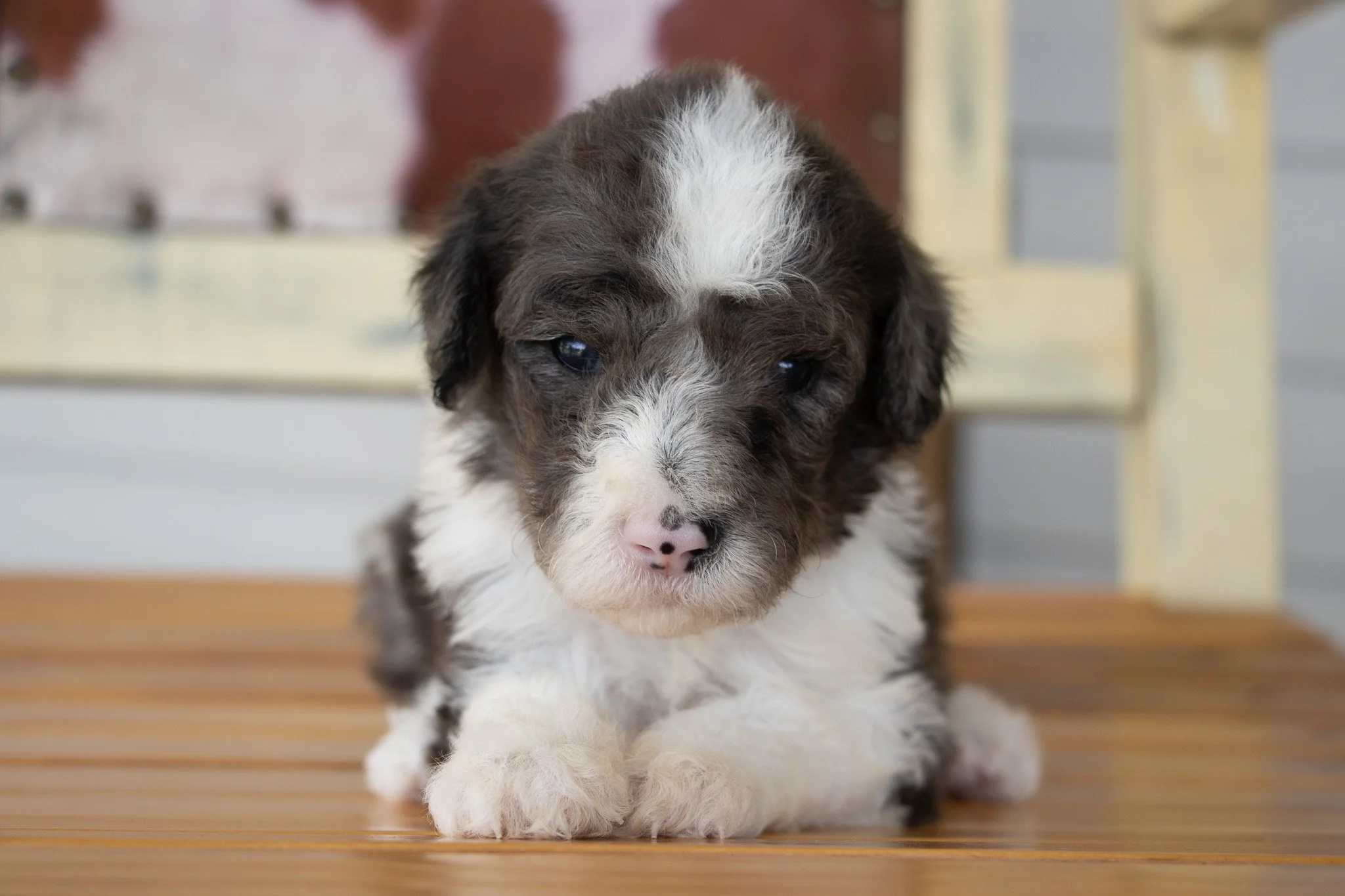 Close-up of a small, fluffy Australian Shepherd puppy with black, white, and brown fur, resting on a wooden surface, with a neutral background.
