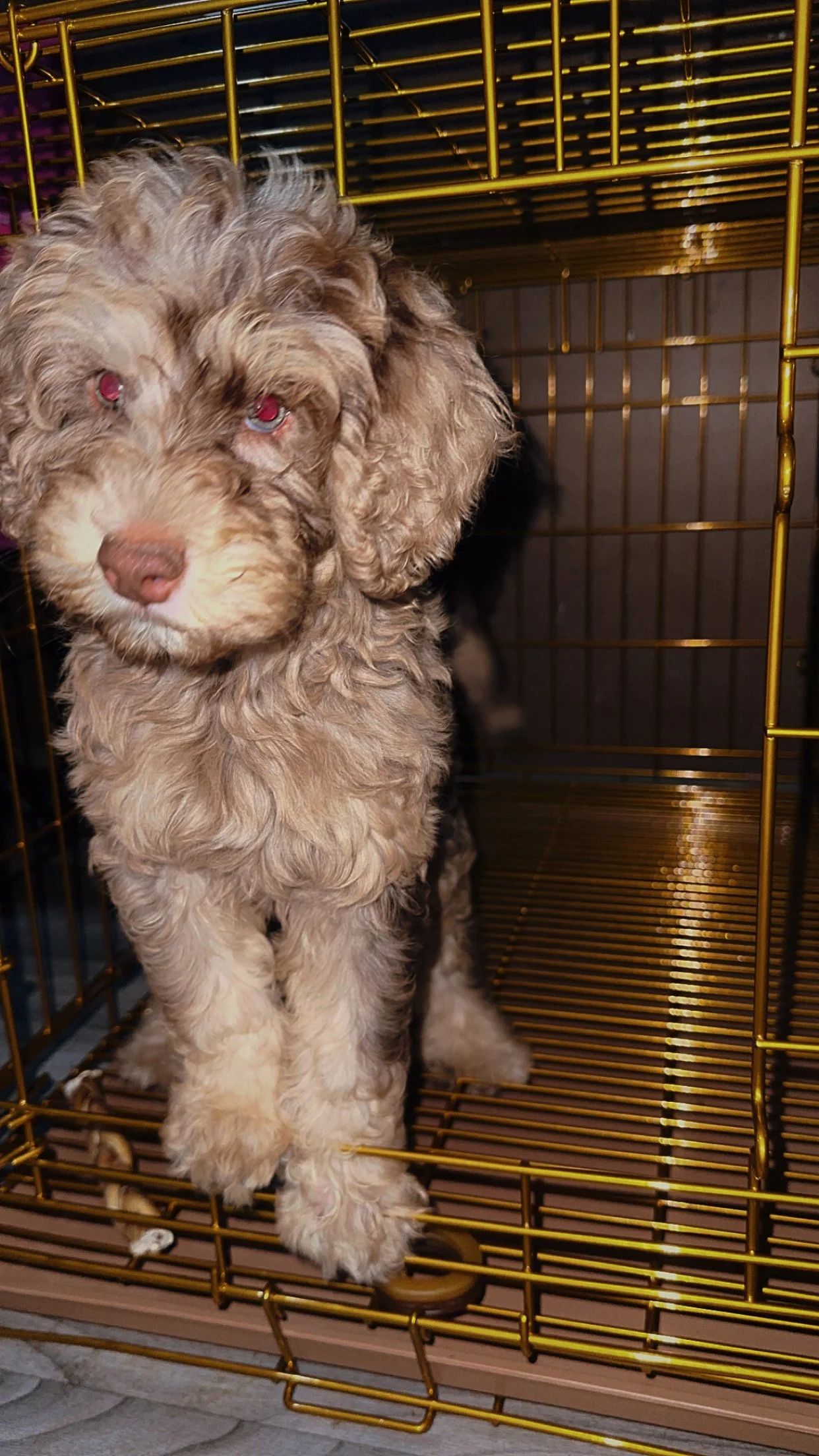 A fluffy, curly-haired puppy with light brown fur and red eyes inside a gold-colored pet crate.