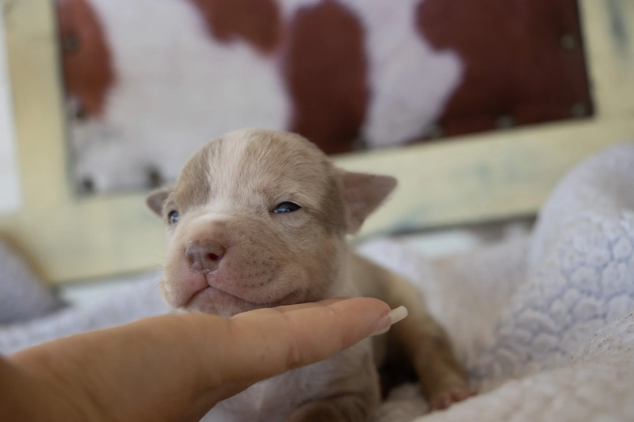 A small beige puppy with closed eyes rests on a soft blanket, with a person's finger gently touching its chin. In the background, there is a framed picture of a dog.