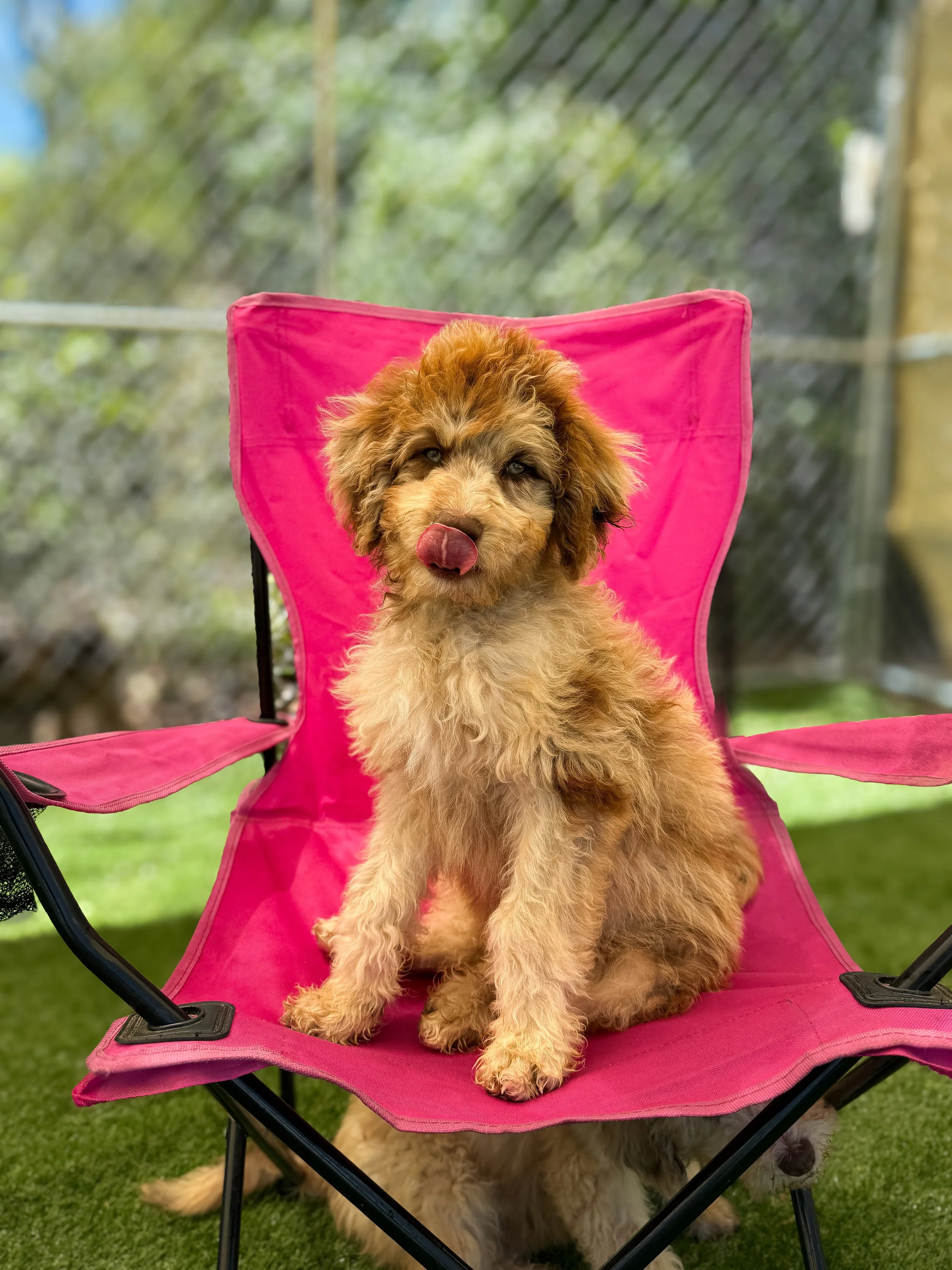 A fluffy, light brown puppy with darker eyes sitting on a pink camping chair, licking its nose, outdoors with a blurred background of trees and a chain-link fence.