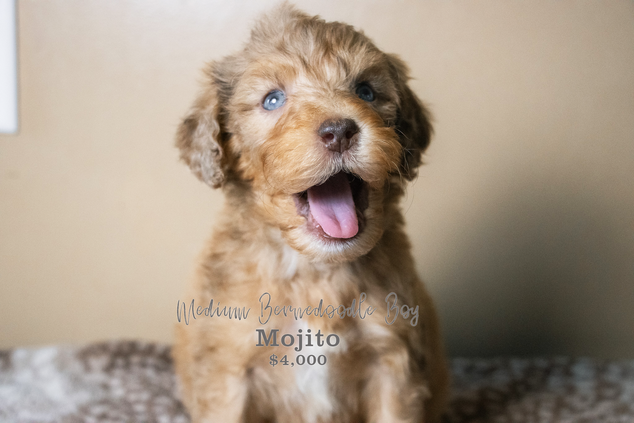 A cute medium-sized Bernedoodle puppy with blue eyes, light brown and darker brown fur, sitting on a patterned surface against a beige wall, with text overlay describing the puppy as 'Mojito,' priced at $4,000.