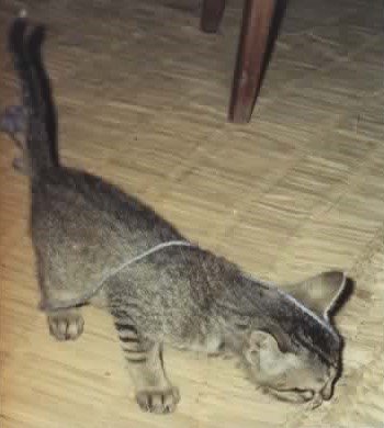 Baby Tigger
