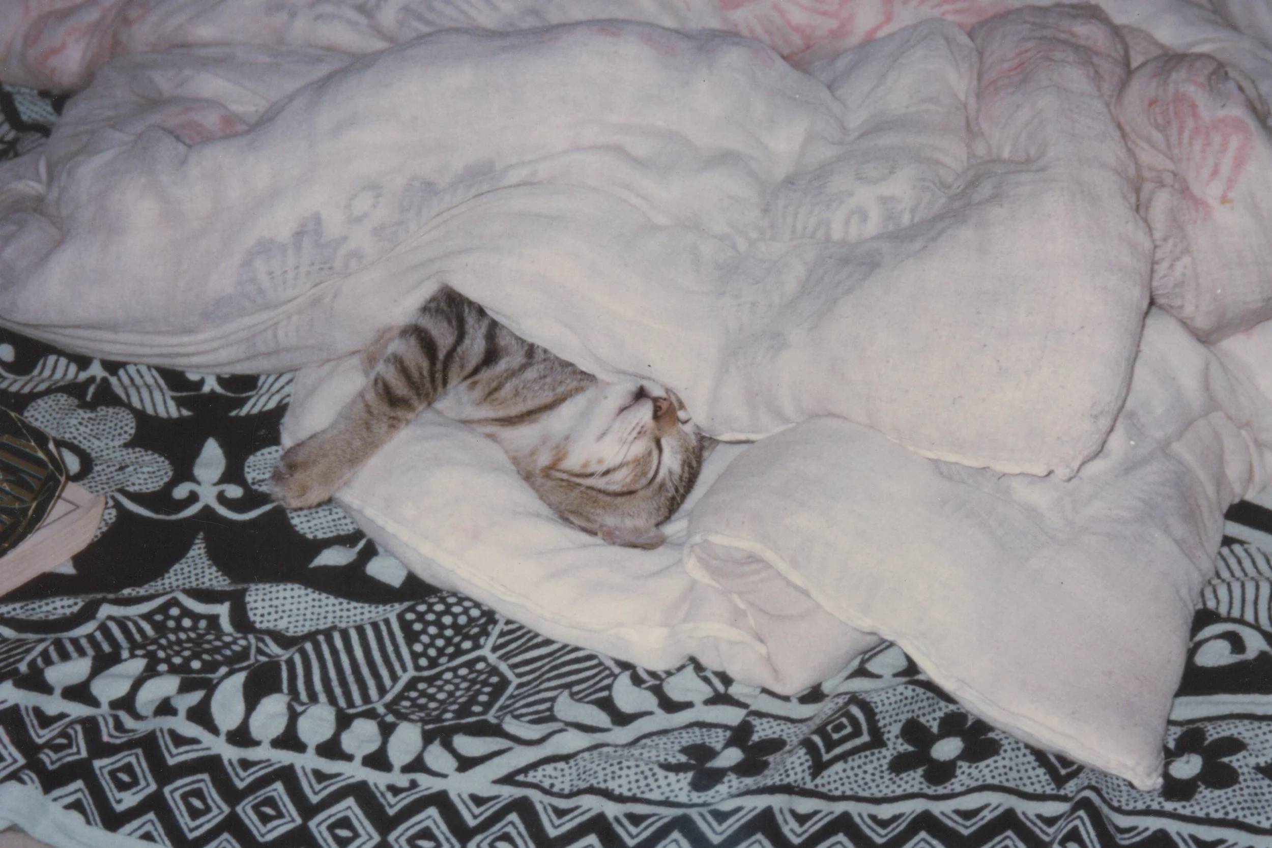 Tigger sleeping after a hard day
