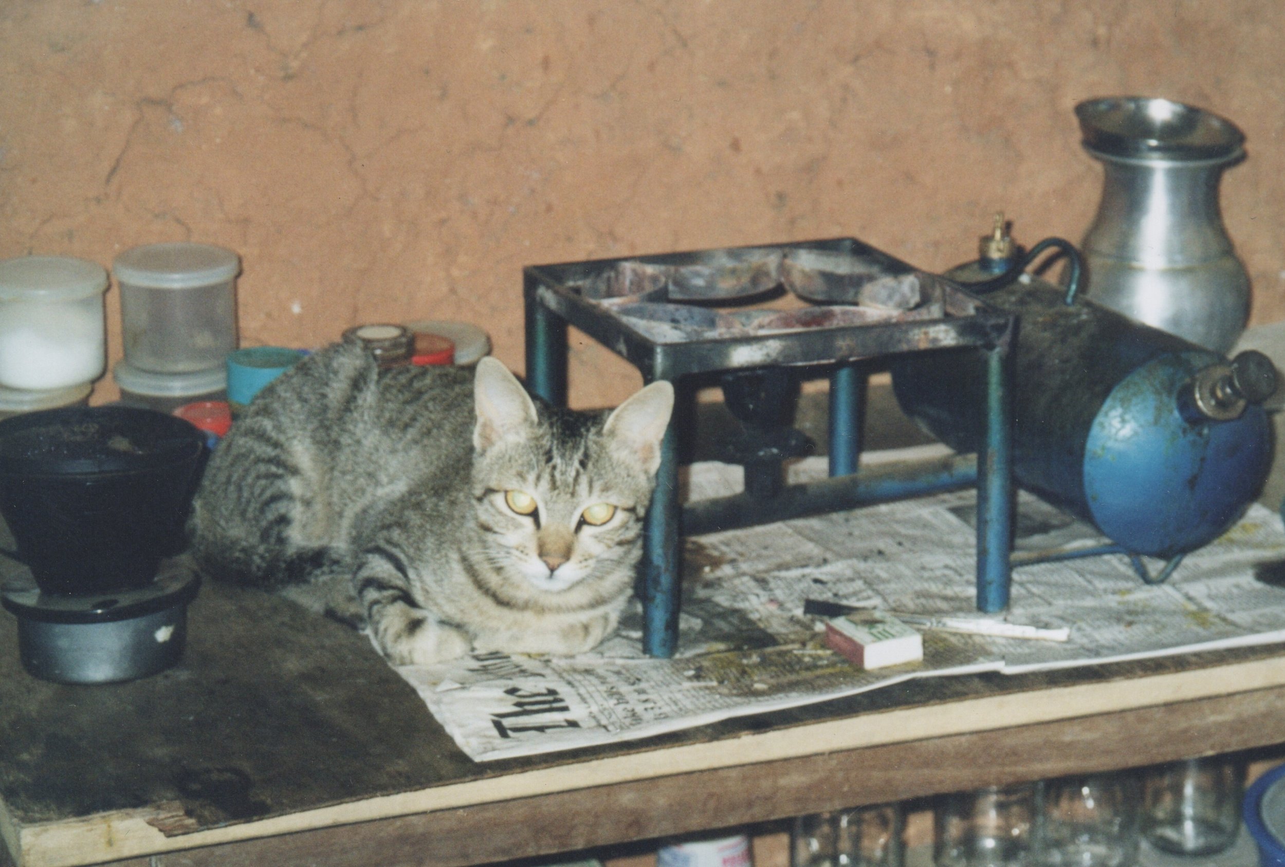 Tigger in John's kitchen