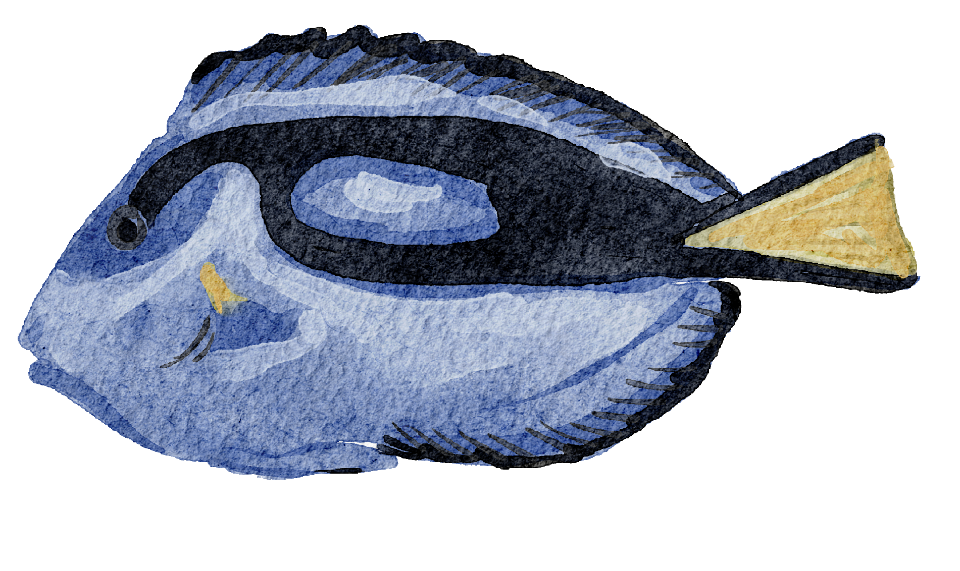 Watercolor illustration of a fish with black, blue, and yellow markings, featuring a fin that resembles a slice of cheese.