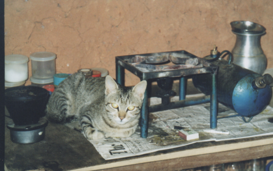 Tigger in John's kitchen