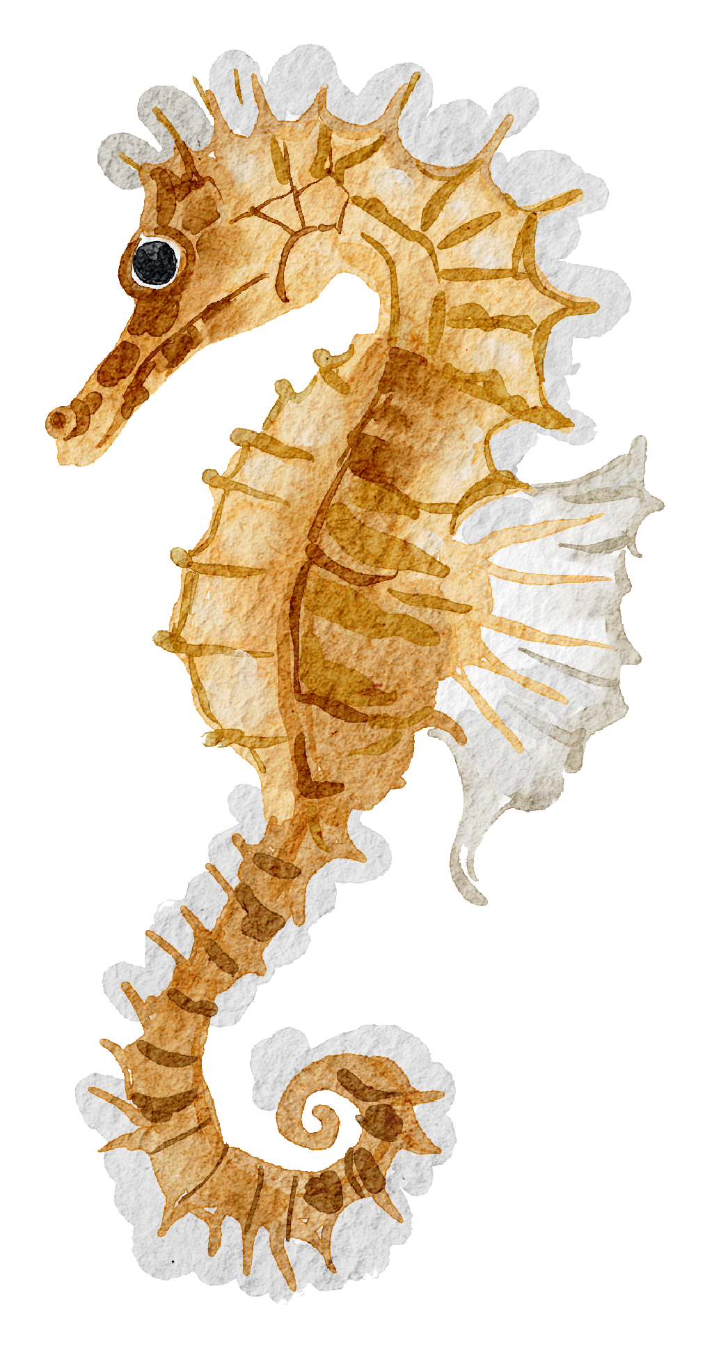 Watercolor illustration of a seahorse with a curled tail, spiny fins, and detailed patterns in shades of brown and orange.