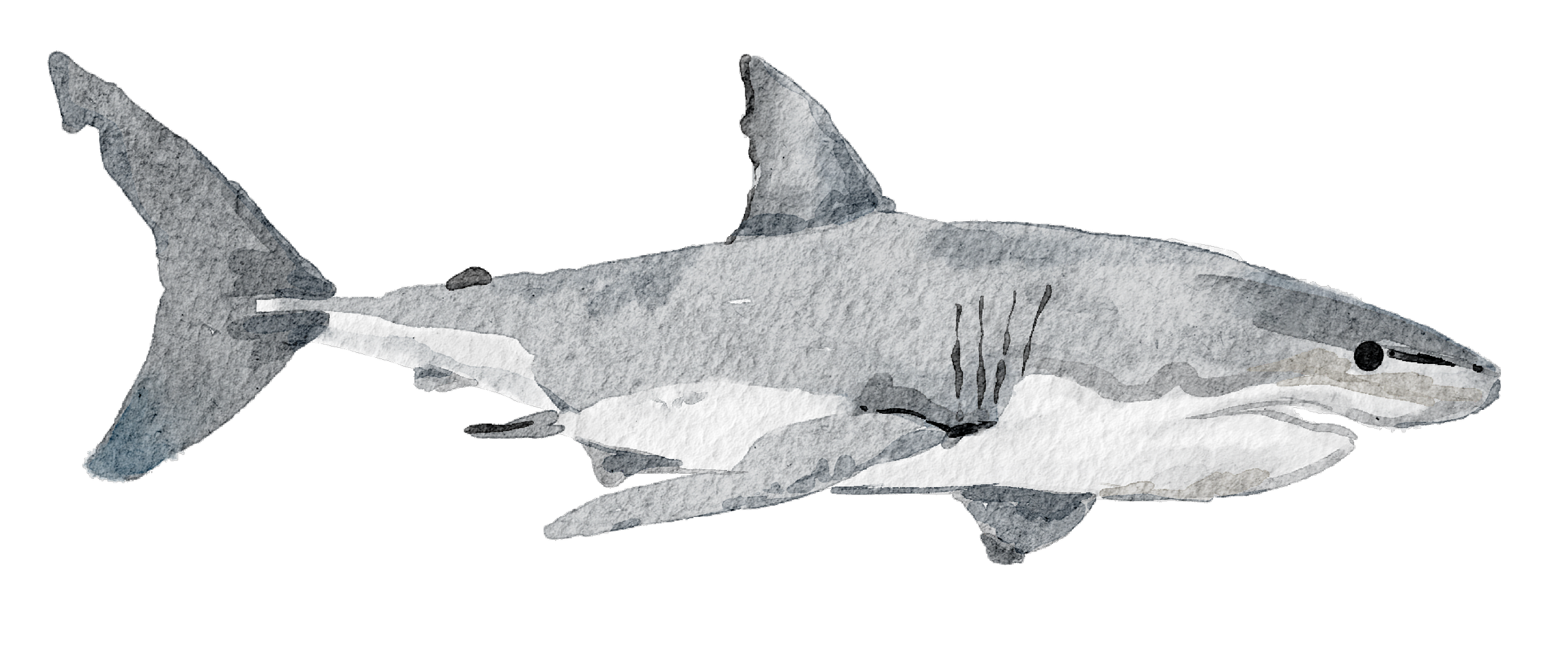 Watercolor illustration of a shark with a torpedo-shaped body, grayish with darker markings, sharp dorsal fins, and a pointed snout.