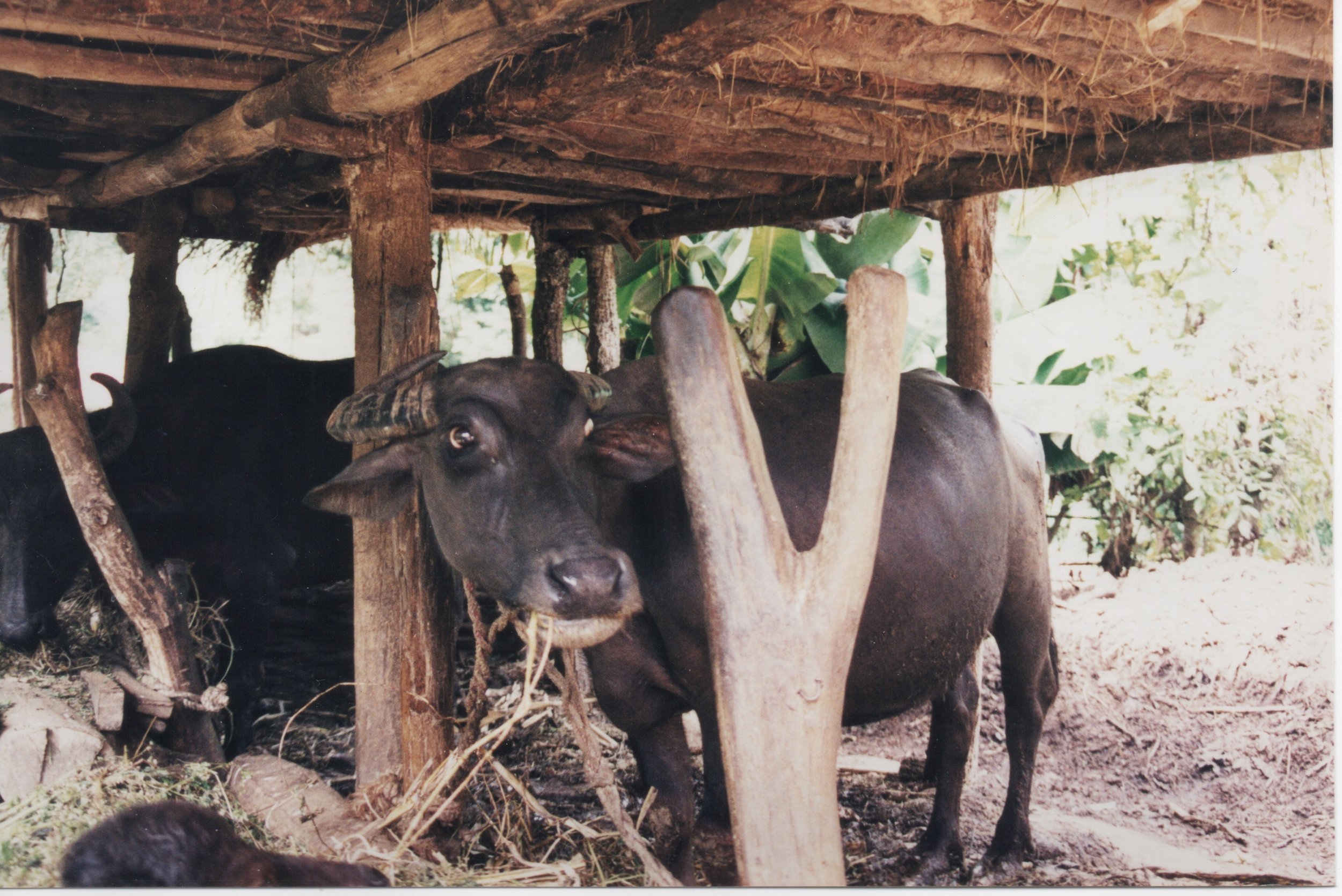 My host family's bhainse (water buffalo)
