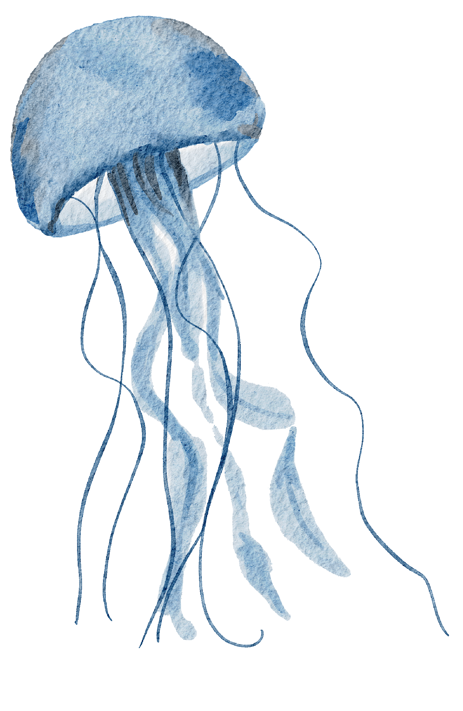 Watercolor illustration of a blue jellyfish with long tentacles.