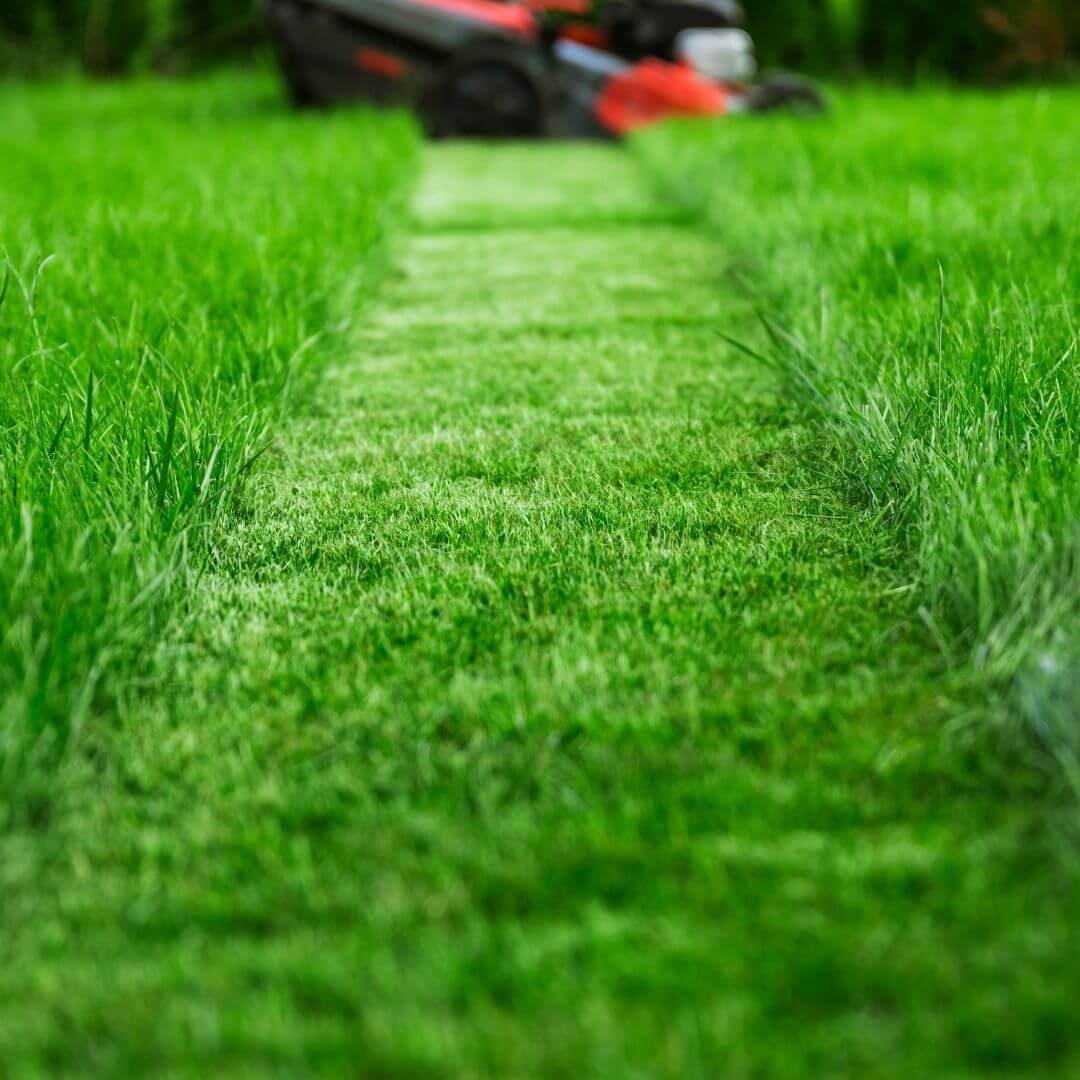 Bi-Weekly Service ($55+)