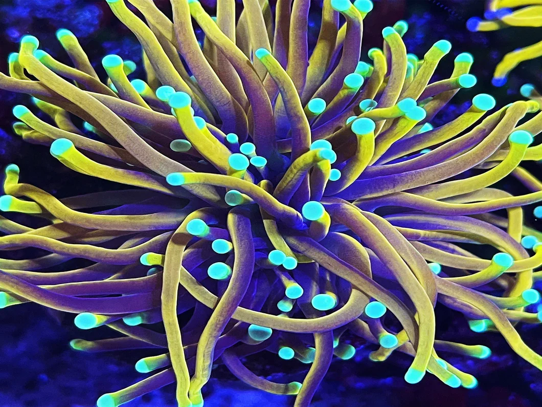 Dragon Soul Torch [ Splitting 2 heads ]