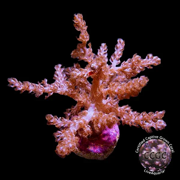 Taro Tree Coral