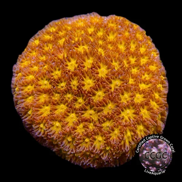 Orange Eye Leptastrea Coral