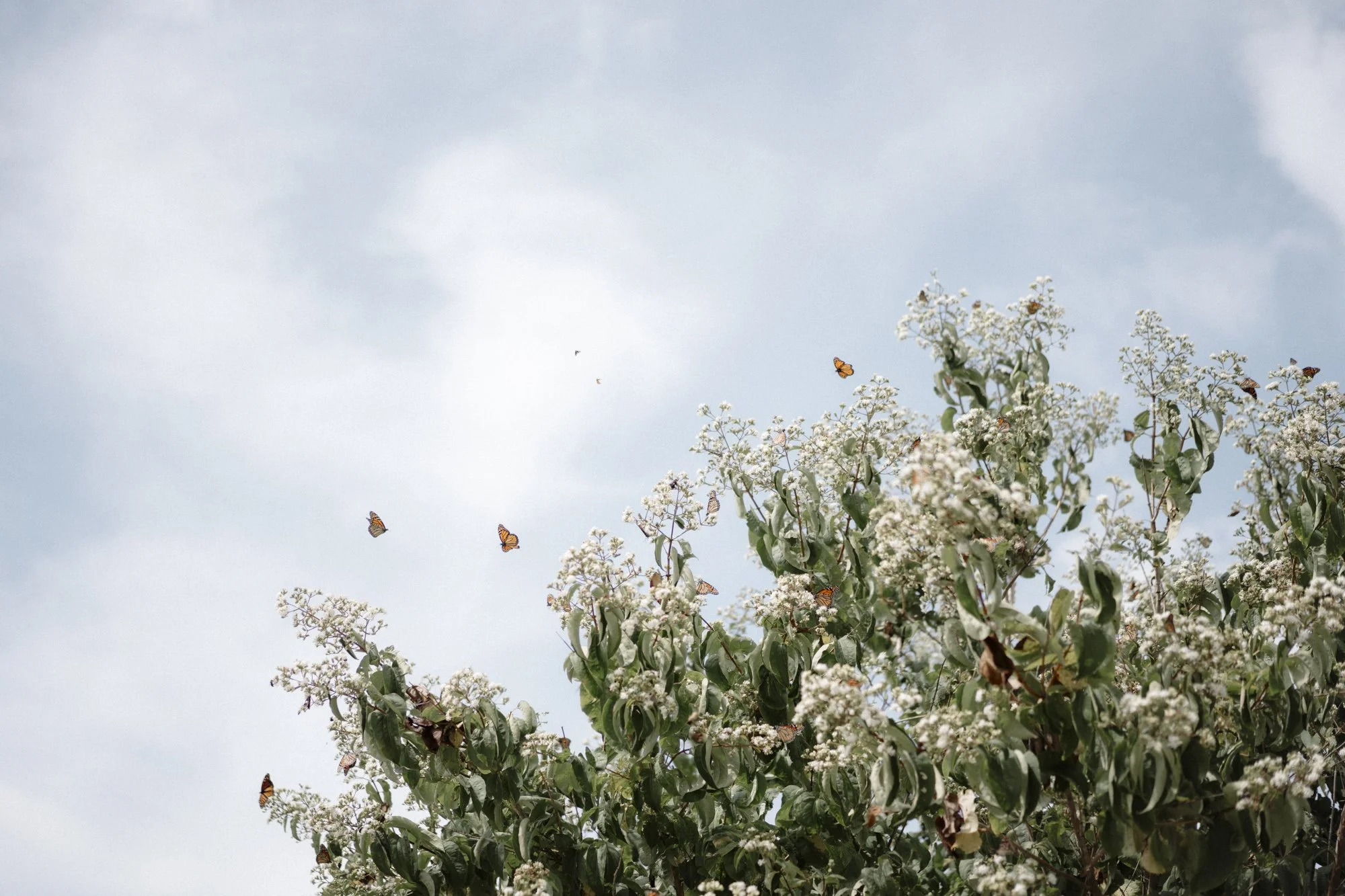 M +J Kansas City Wedding Photographer-15.jpg