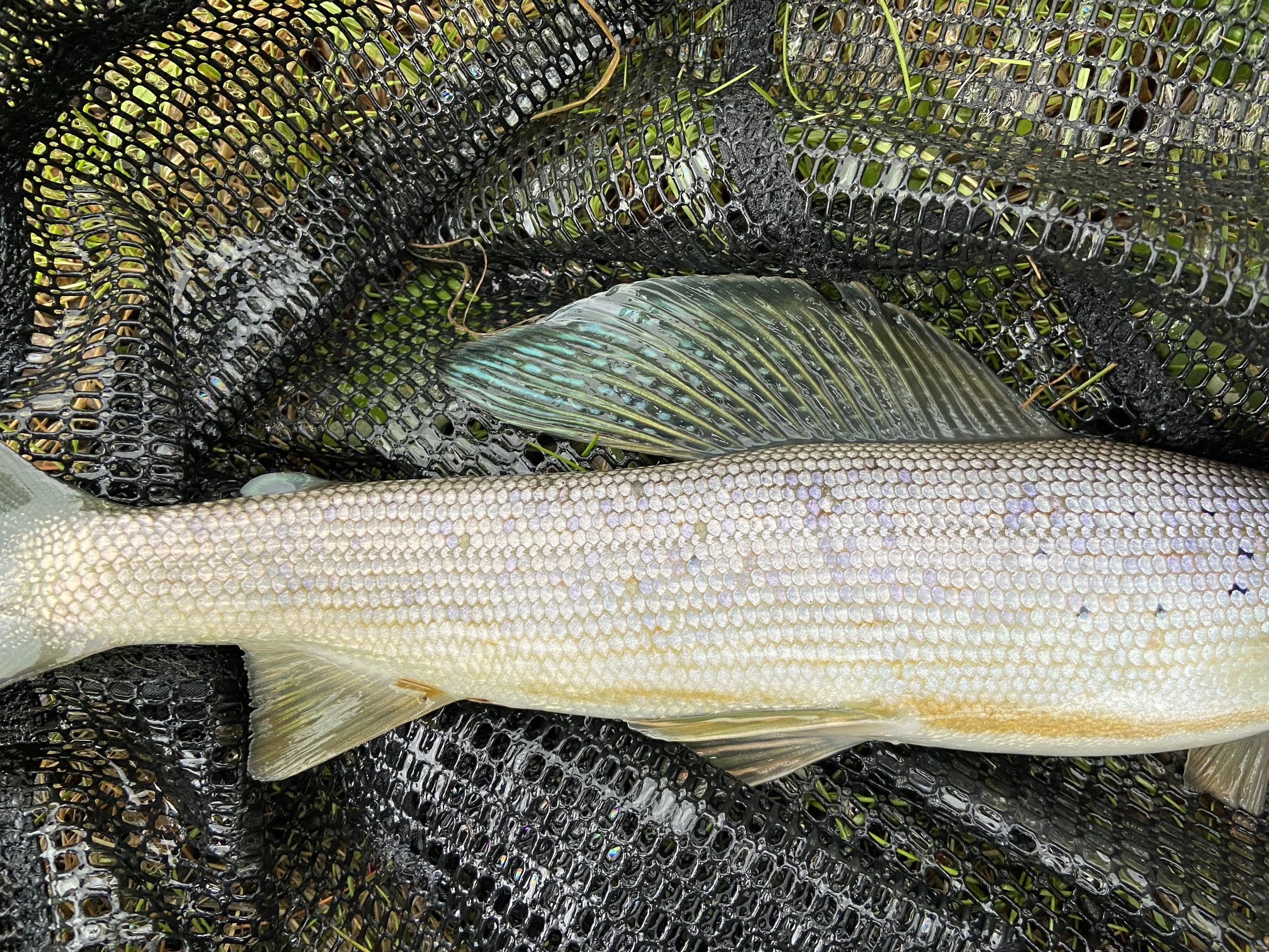 A fish with pinkish and yellowish scales laying on a black mesh fishing net.