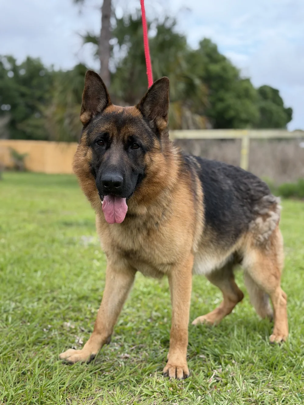 Rescued German Shepherd standing on the grass, Renegade Rex K9 Ranch, Port St. Lucie, Florida