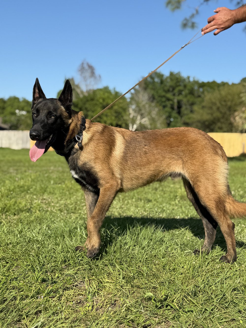 Belgian Malinois standing in side profile on leash, Renegade Rex K9 Ranch, Port St. Lucie, Florida