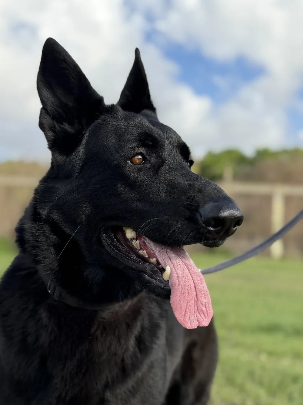Black German Shepherd close up with tongue out, Renegade Rex K9 Ranch, Port St. Lucie, Florida