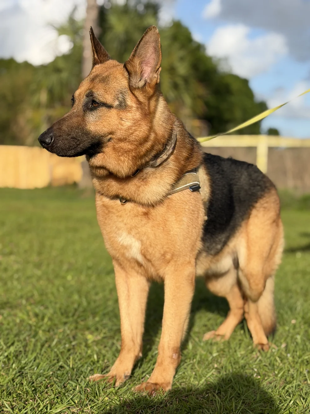 German Shepherd in side profile on the lawn, Renegade Rex K9 Ranch, Port St. Lucie, Florida
