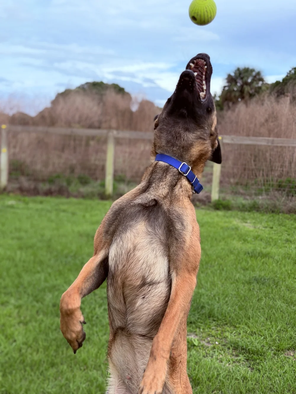 Belgian Malinois leaping for a ball during play, Renegade Rex K9 Ranch, Port St. Lucie, Florida