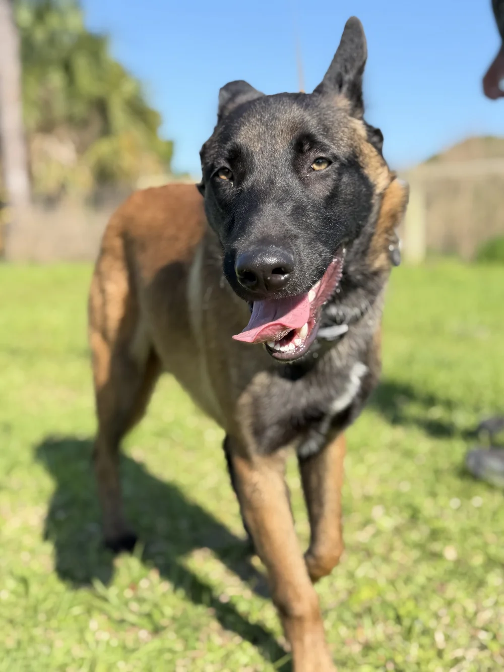 Dark coated Belgian Malinois walking toward the camera, Renegade Rex K9 Ranch, Port St. Lucie, Florida
