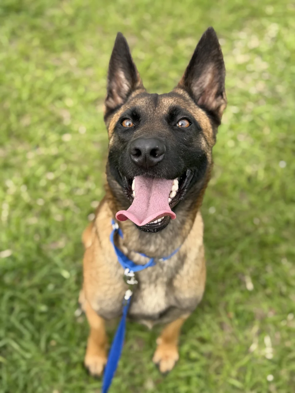 Happy Belgian Malinois looking up at the camera, Renegade Rex K9 Ranch, Port St. Lucie, Florida