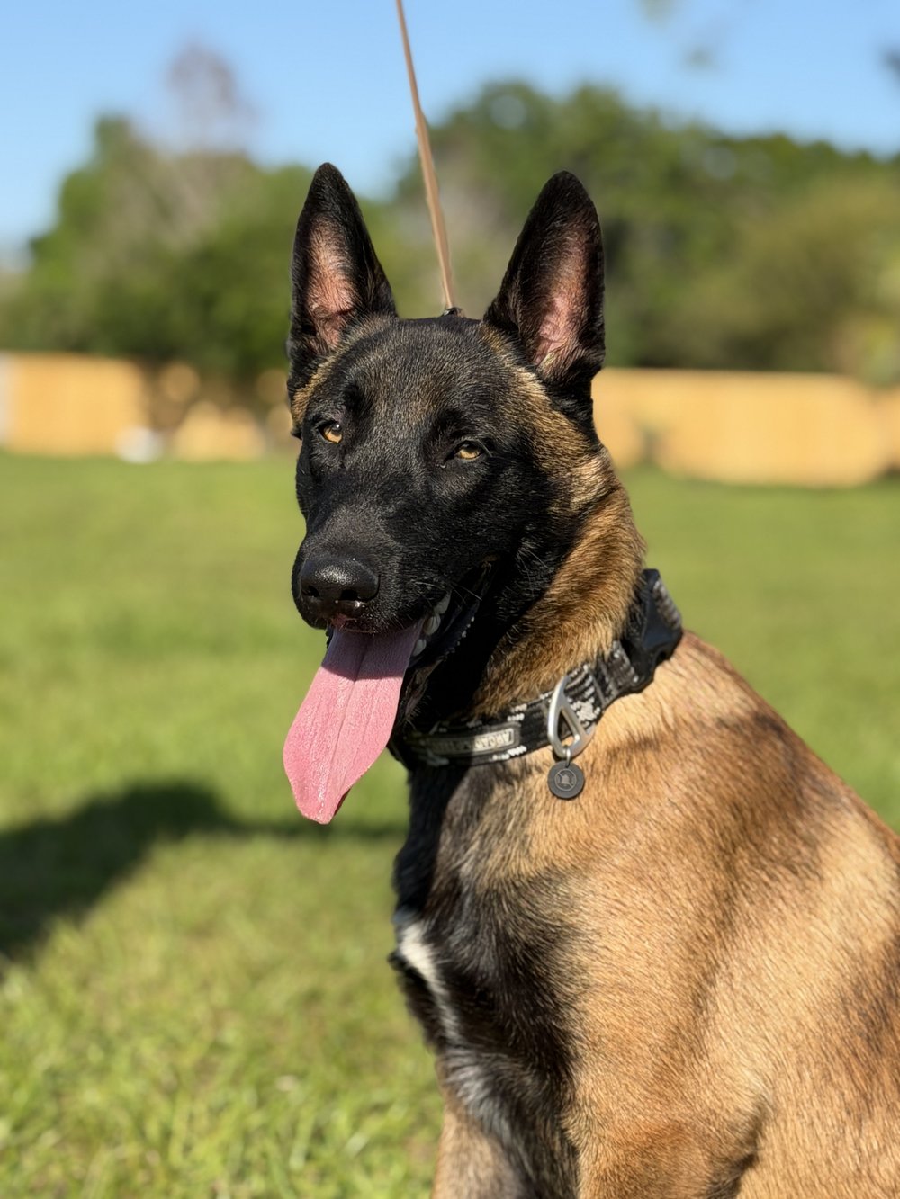 Belgian Malinois with a black mask smiling, Renegade Rex K9 Ranch, Port St. Lucie, Florida