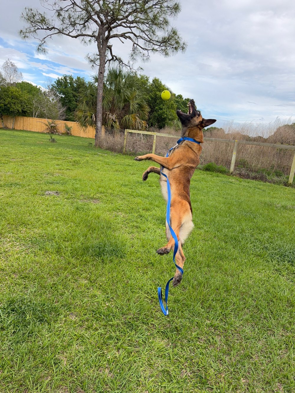 Belgian Malinois jumping for a tennis ball, Renegade Rex K9 Ranch, Port St. Lucie, Florida