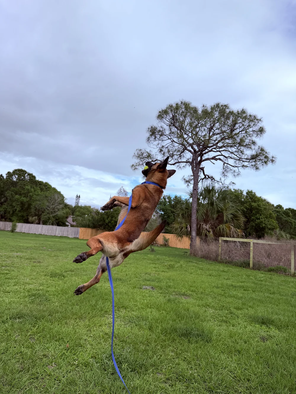 Rescued Belgian Malinois in full leap catching a ball, Renegade Rex K9 Ranch, Port St. Lucie, Florida