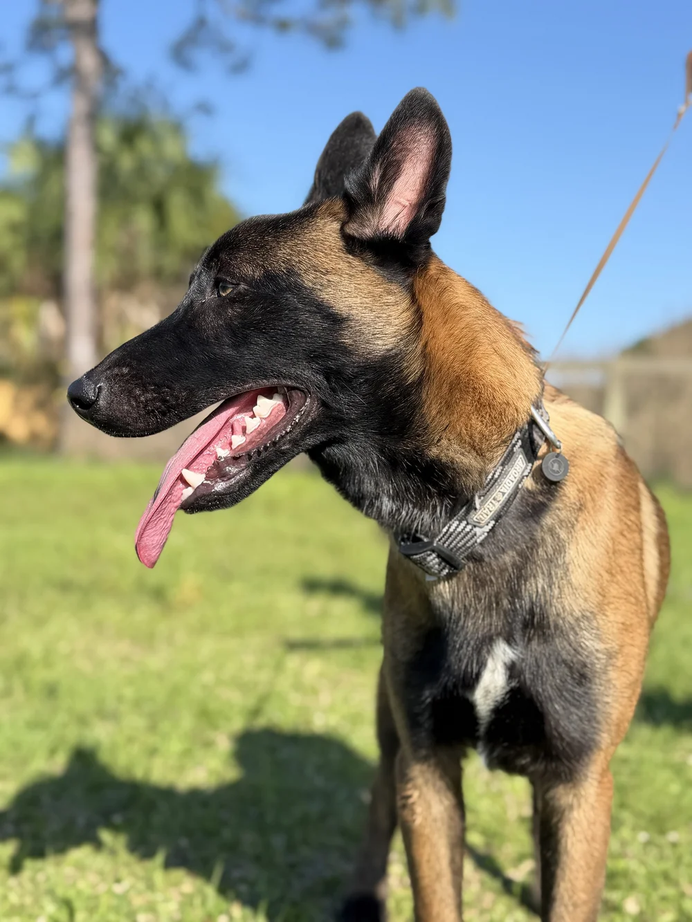 Belgian Malinois in profile on the training field, Renegade Rex K9 Ranch, Port St. Lucie, Florida