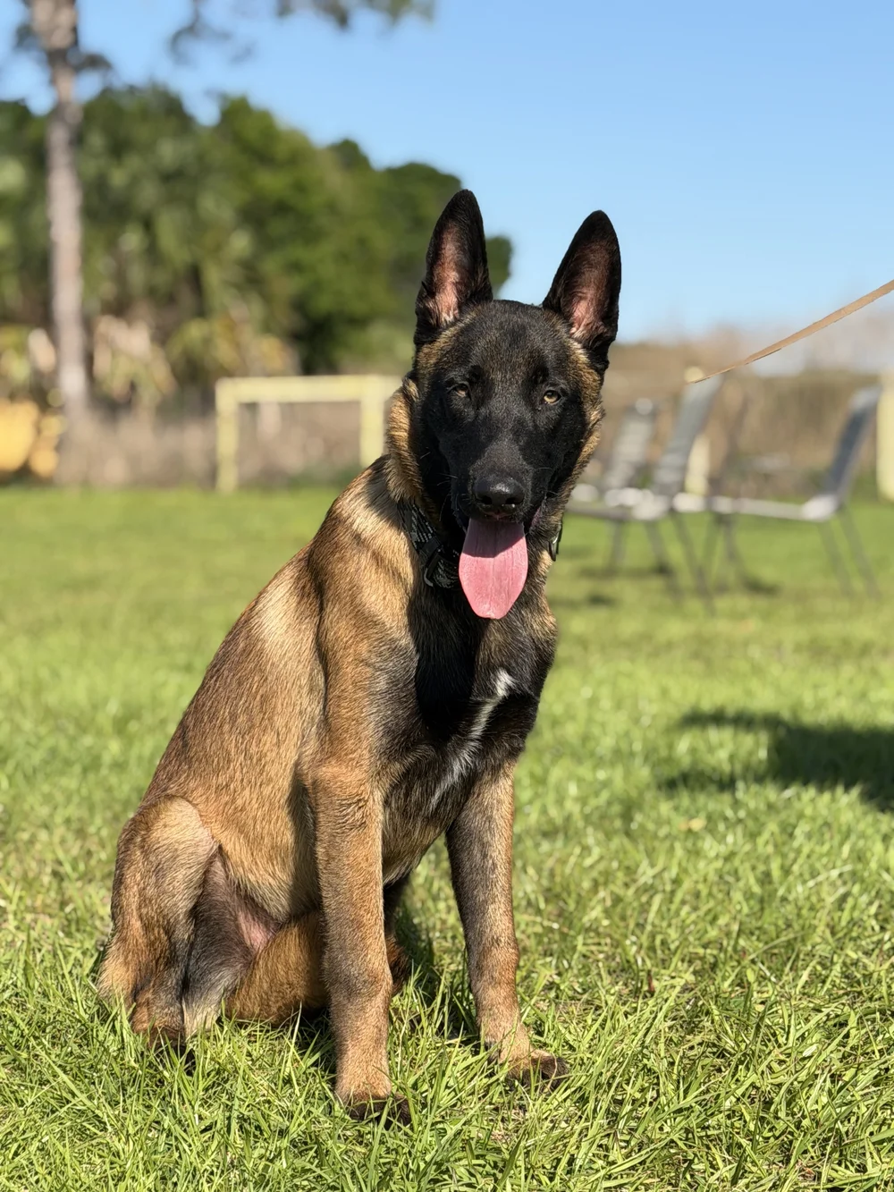 Young Belgian Malinois sitting calmly on the field, Renegade Rex K9 Ranch, Port St. Lucie, Florida