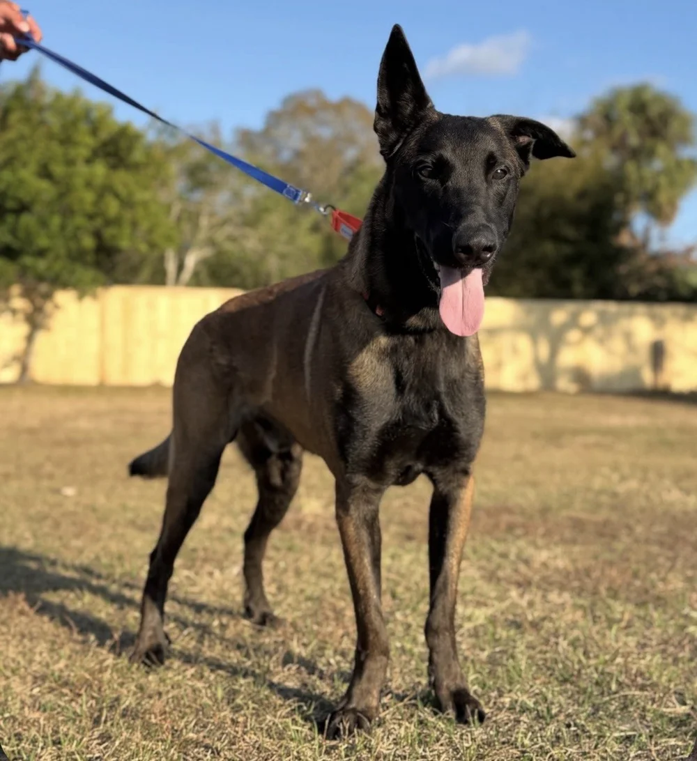 Rescued shepherd standing on leash, Renegade Rex K9 Ranch, Port St. Lucie, Florida