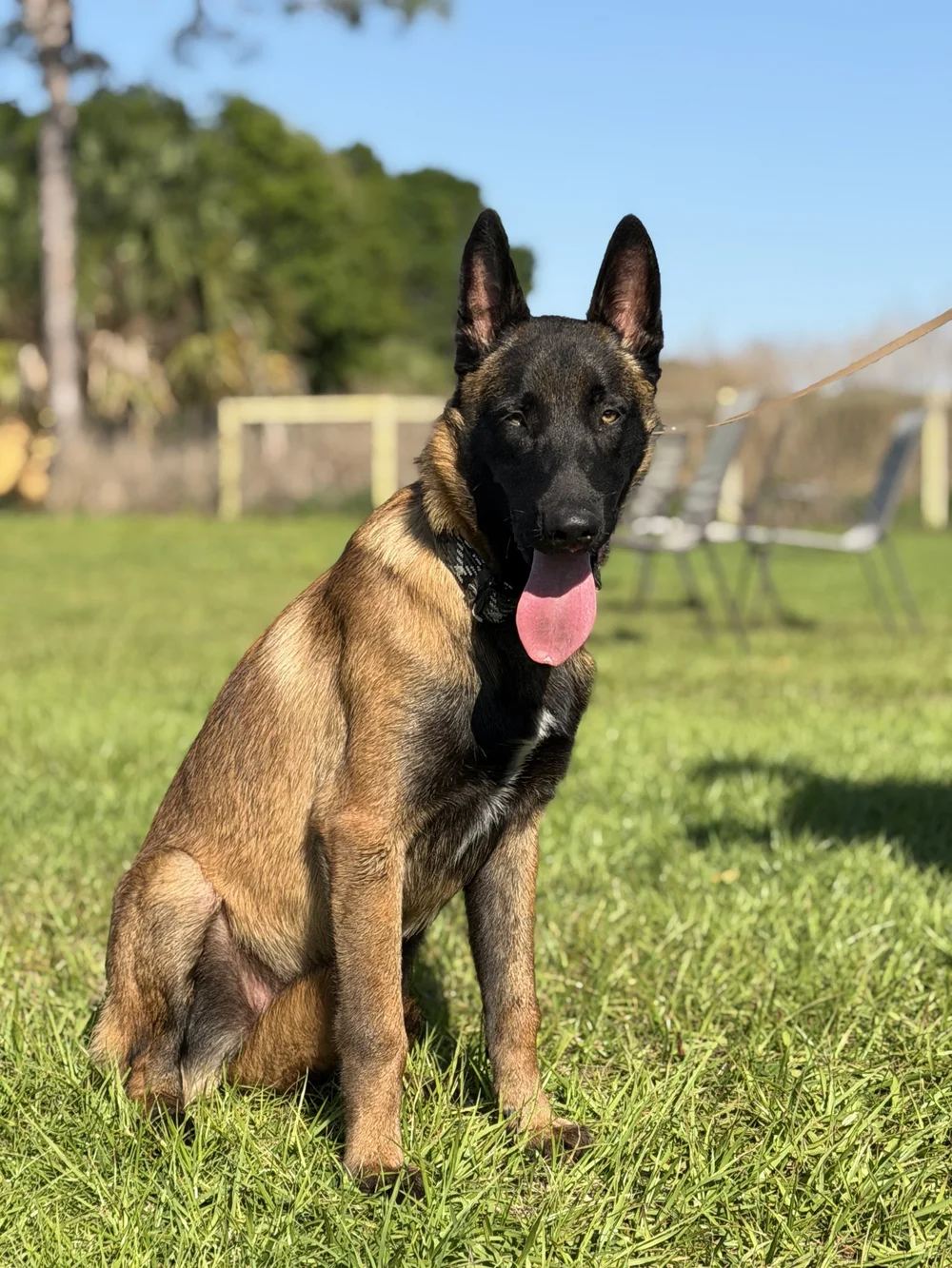 Young Belgian Malinois sitting in the sun, Renegade Rex K9 Ranch, Port St. Lucie, Florida