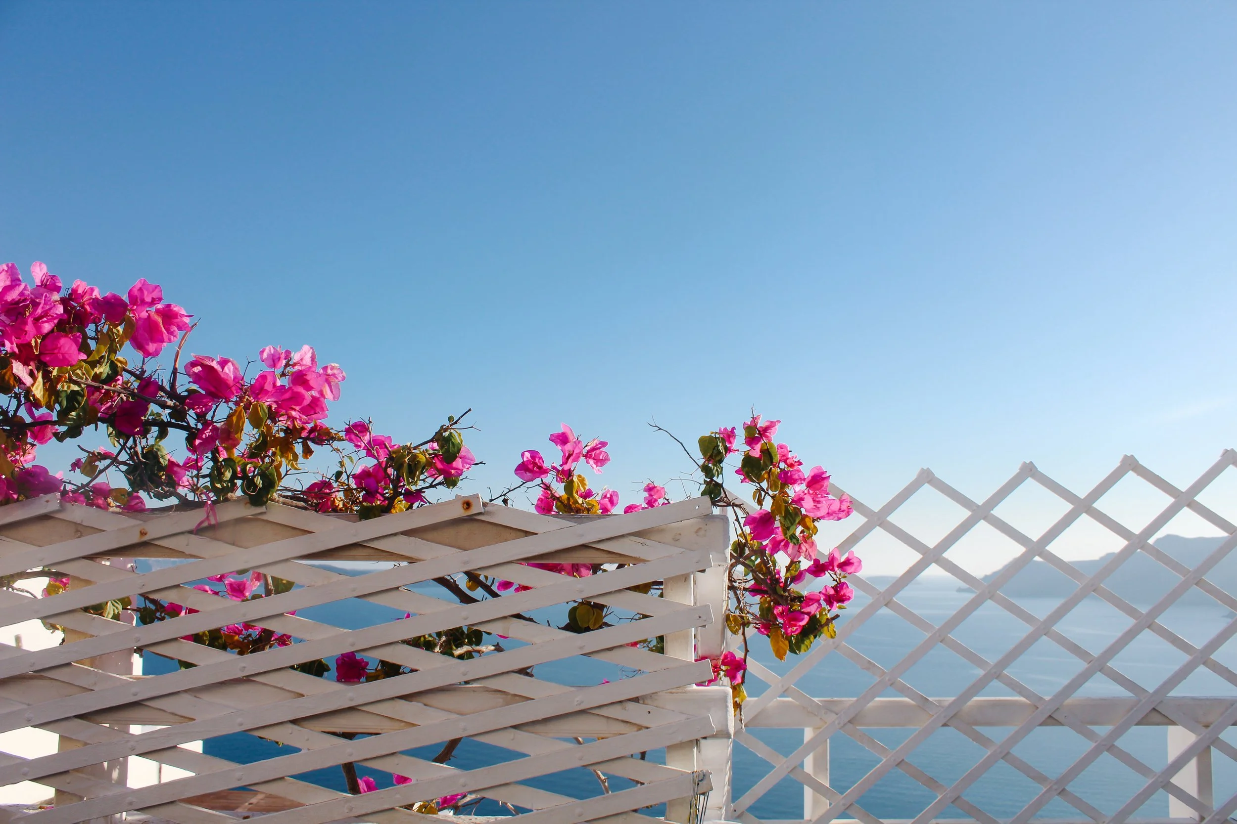 Pink bougainvillea flowers on white wooden fencing overlooking the ocean and clear blue sky in Santorini, greece.
