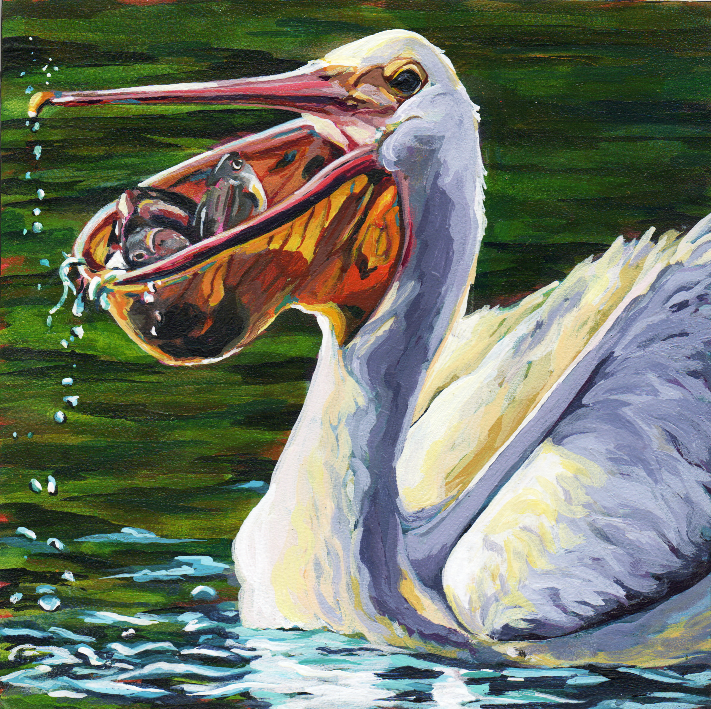 Painting of a pelican with a gray and white head, large orange bill, and black eyes, swimming in green water with ripples and splashes.