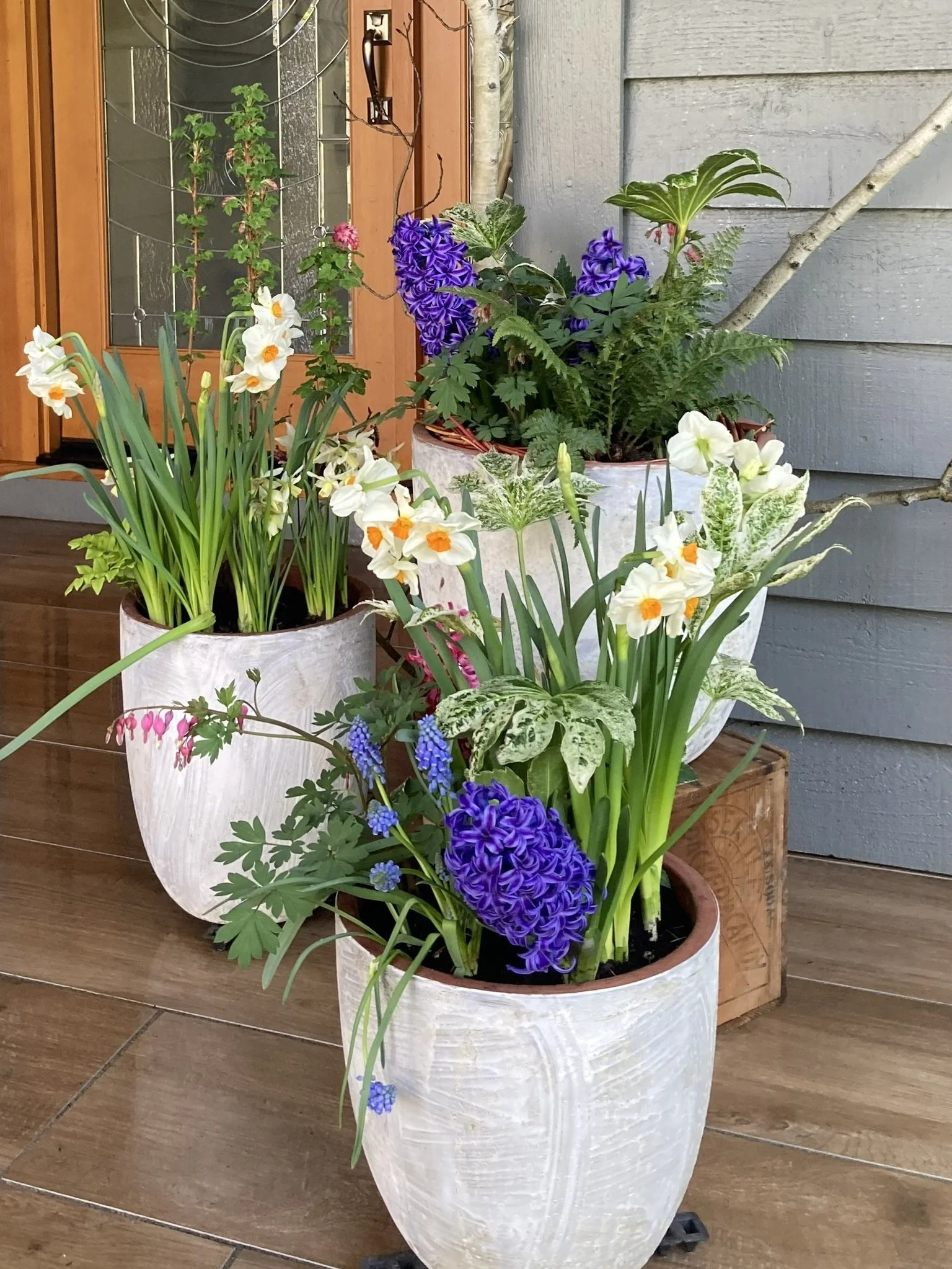 Spring porch planting with seasonal bulbs and early-color blooms